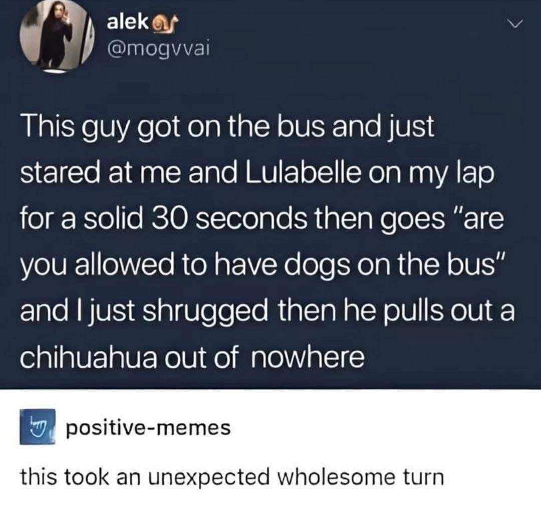 Dude thought he was going to be a buzzkill on the bus, but then pulled out his own chihuahua lol