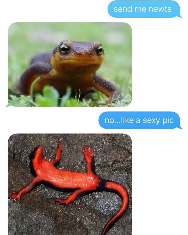 When you ask for newts but you get a sexy pic instead