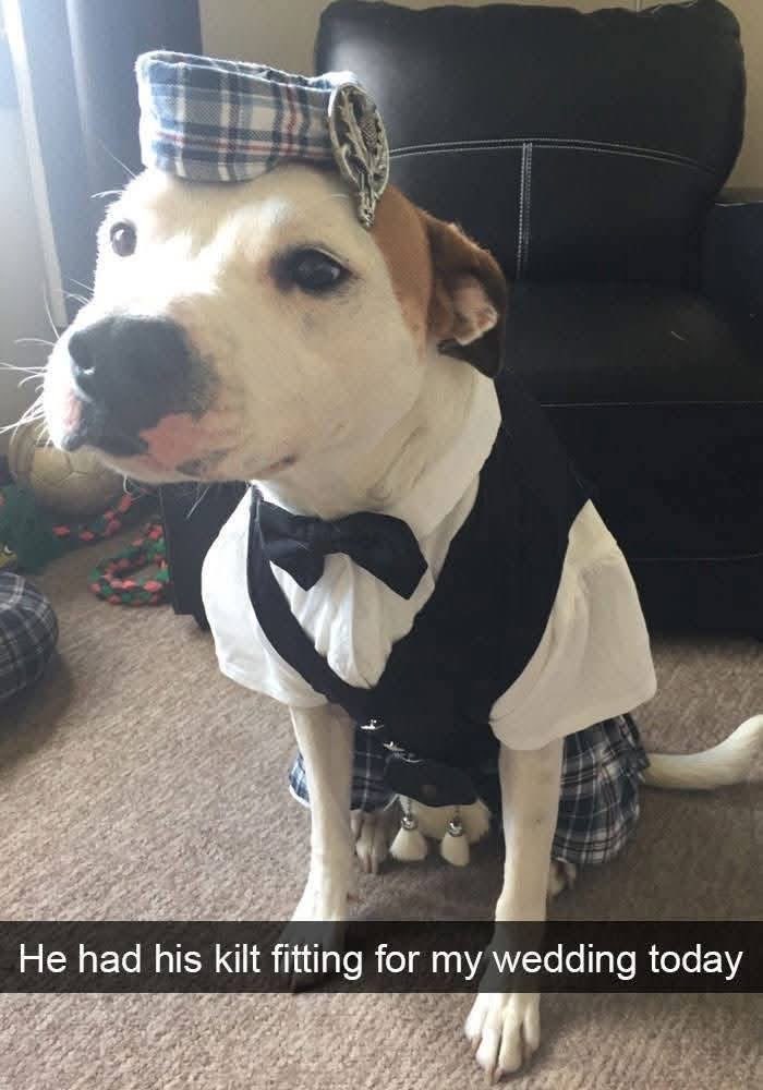 This dog rocking a kilt for a wedding is making me question everything I know about formal wear.