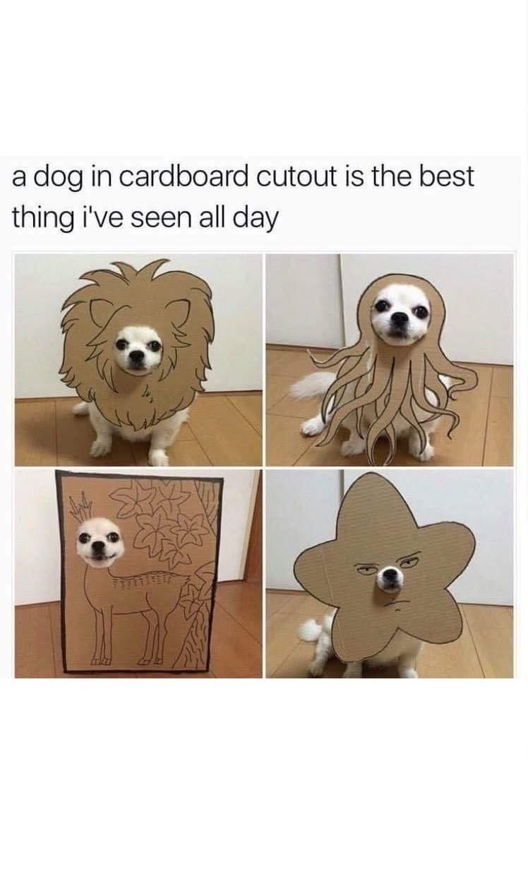 My dog has more costumes than I do and they're all made of cardboard lol.