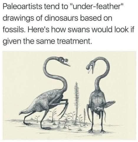 When paleontology decides swans aren't feathered enough