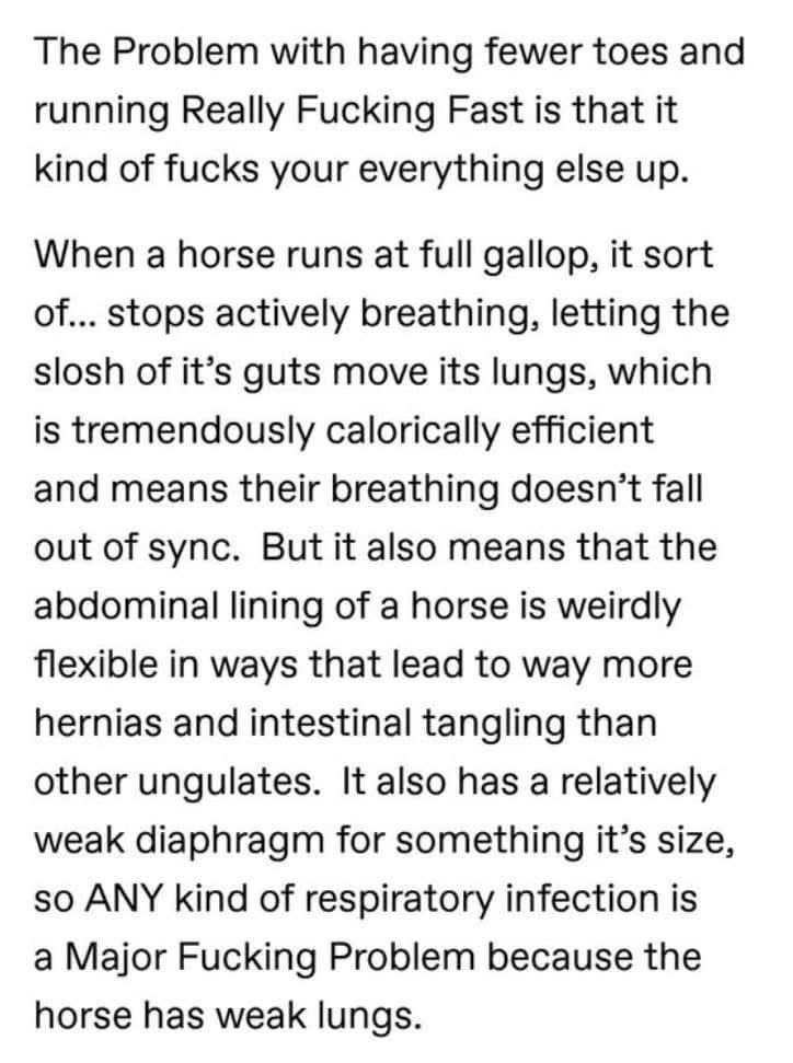 Basically horses run so fast they forget to breathe and it messes them up internally.