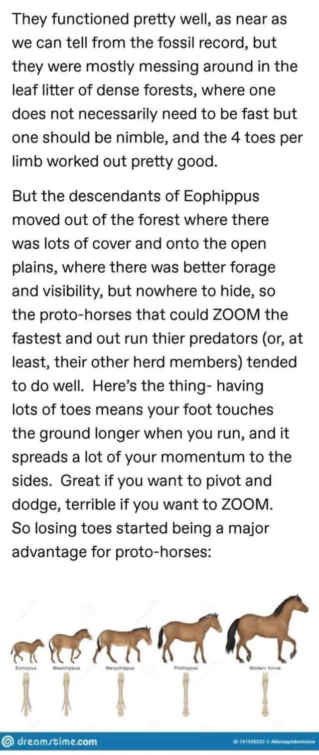 When you have too many toes and can't ZOOM