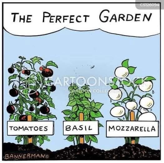 Whoa, growing mozzarella in the garden? This is genius for caprese salads!