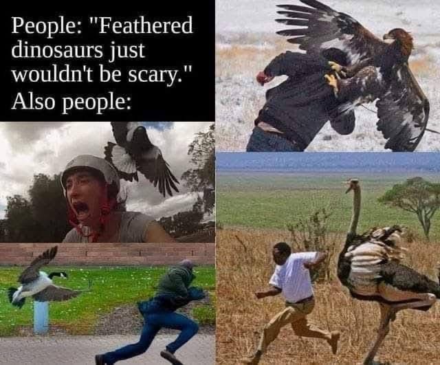 People saying feathered dinosaurs wouldn't be scary vs. people being terrorized by geese, eagles, and ostriches