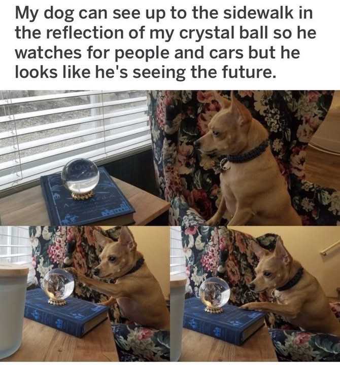My dog looks like he's seeing the future but he's just watching cars through a crystal ball reflection lol