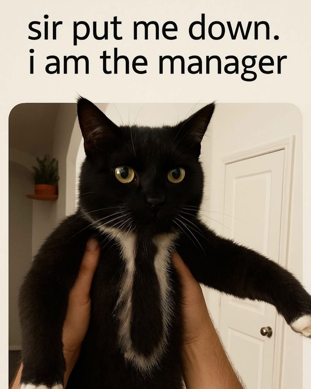 When the cat's got more authority than you do