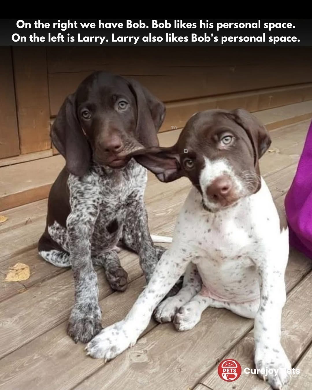 This is exactly how my sibling acts when I'm trying to chill.