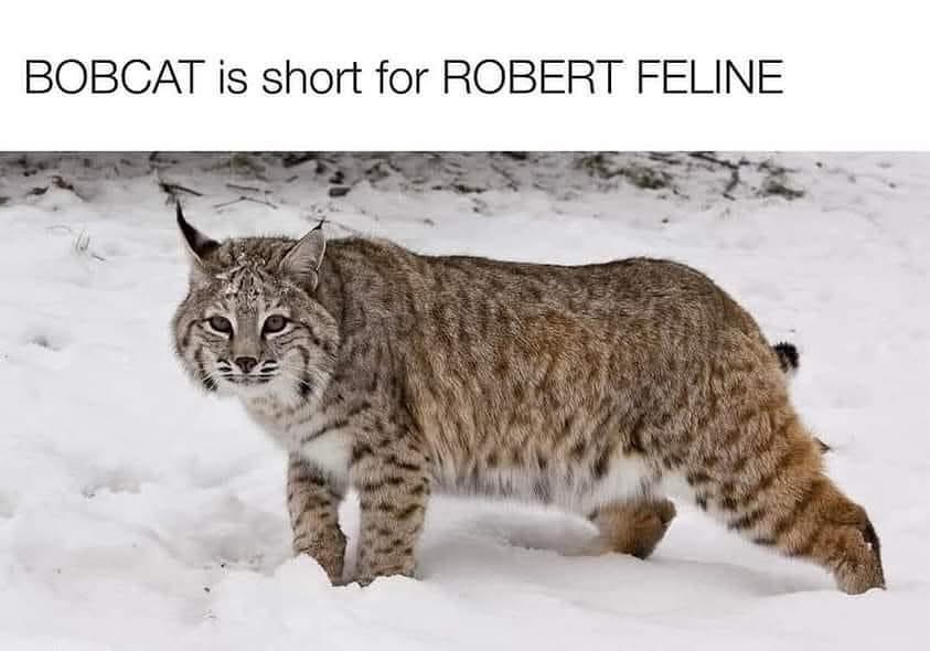 So bobcat is just short for Robert Feline. I can't deal.