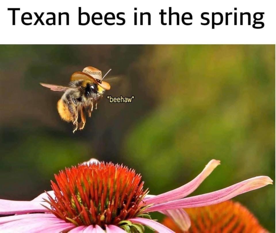 Yeehaw, partner. This Texas bee is ready for spring.