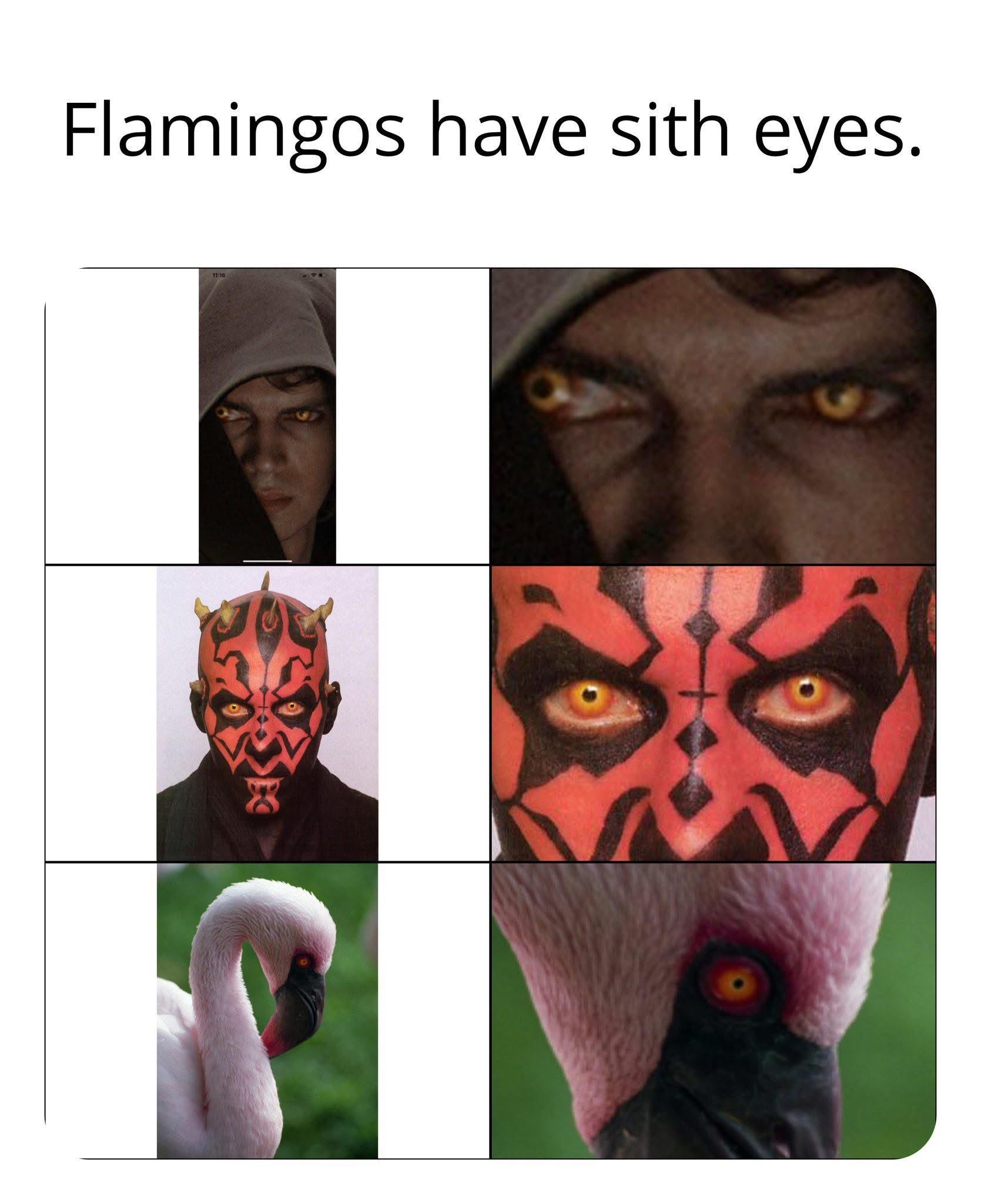 Wait a minute... flamingos are Sith Lords?