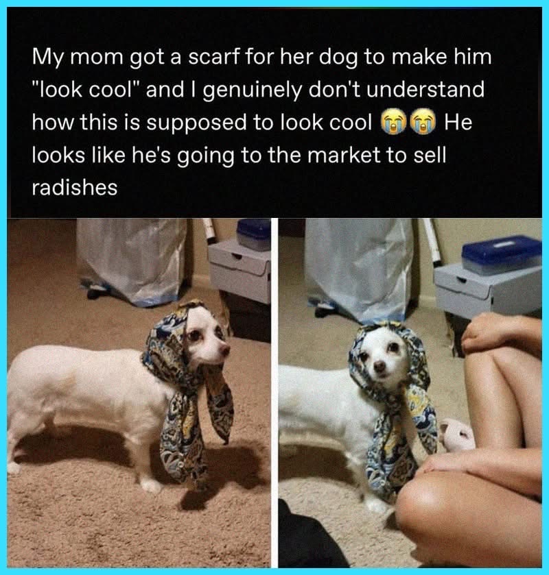 My mom tried to make the dog look cool with a scarf and he just looks like he's about to sell me some radishes
