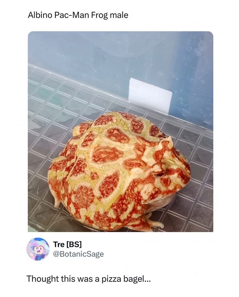 My brain saw this frog and said 'pizza bagel'