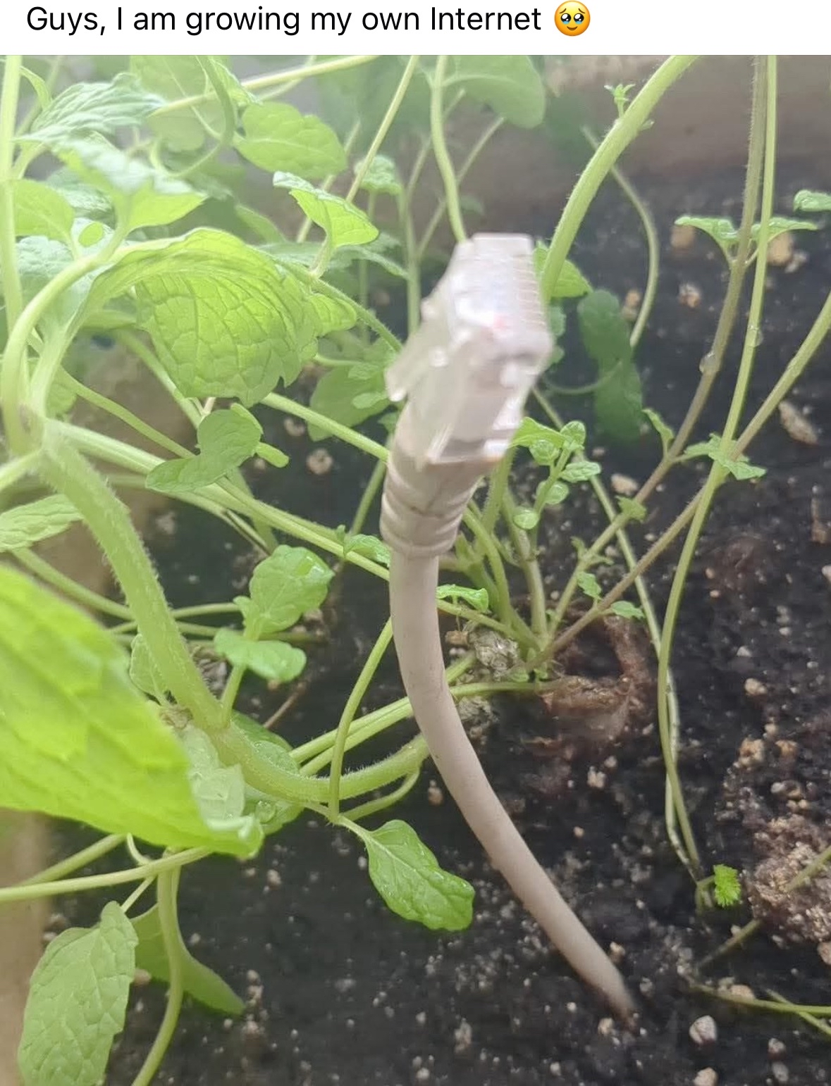 When you try to start your own ISP but only have ethernet cables and plants
