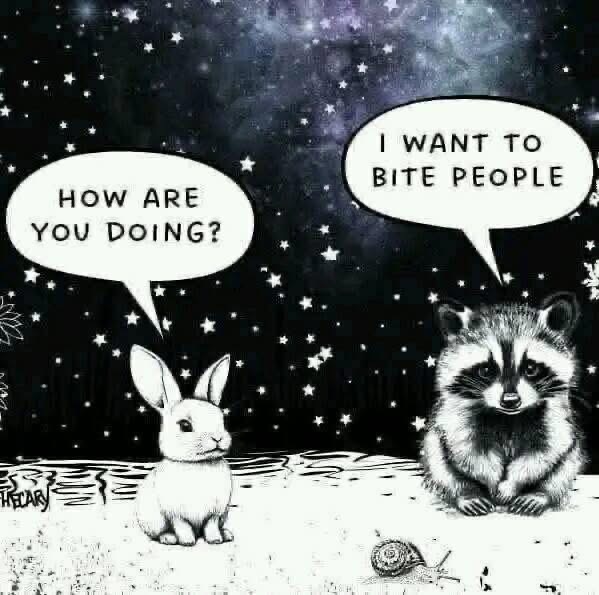 Little bunny asking how his friend is doing, but his friend is a raccoon who's only agenda is to bite people