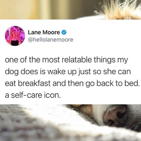 My dog is really out here living her best life, waking up just to eat and go back to sleep. Goals.