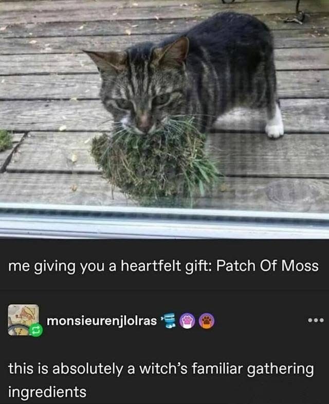 My cat bringing me a clump of grass like it's the most precious treasure. Definitely a witch's familiar.