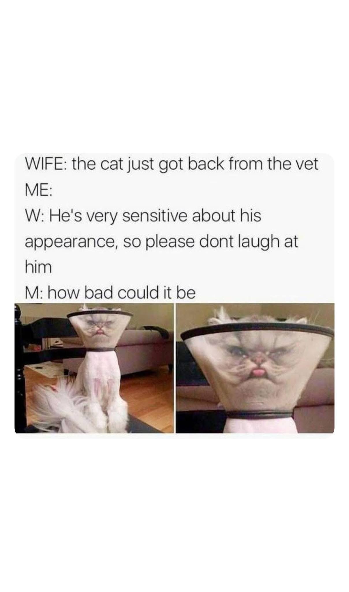 When your wife warns you the cat is sensitive about its vet cone, and then you see that face.