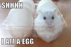 Shhh, the hamster is an egg now. Don't blow its cover.