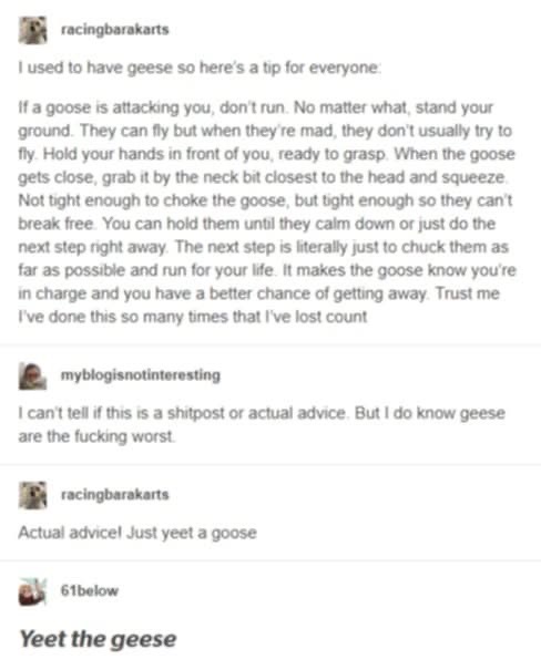 Somehow this escalated from goose defense tactics to just yeeting them