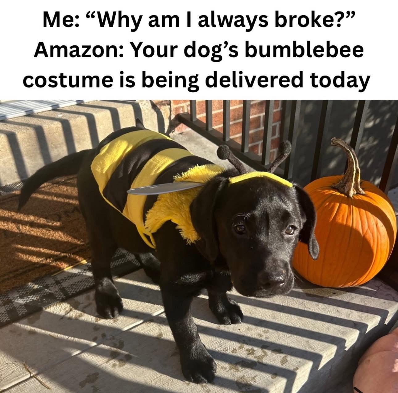 Me wondering why I'm broke when my dog needs a whole bumblebee costume from Amazon