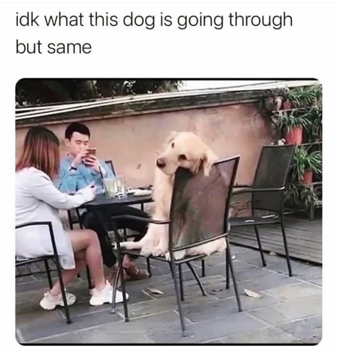 This dog looks like they're having a moment, and honestly, same.