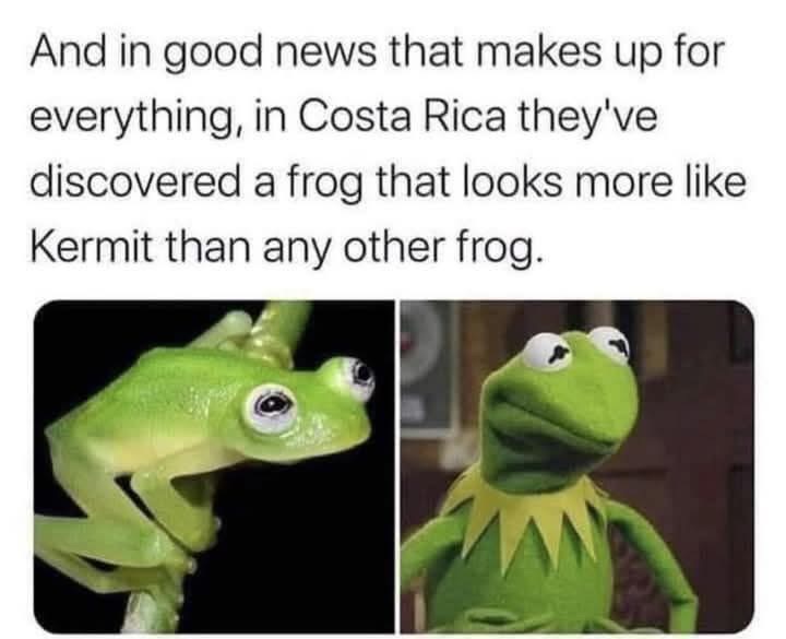 OMG they found a frog that's somehow MORE Kermit than Kermit himself