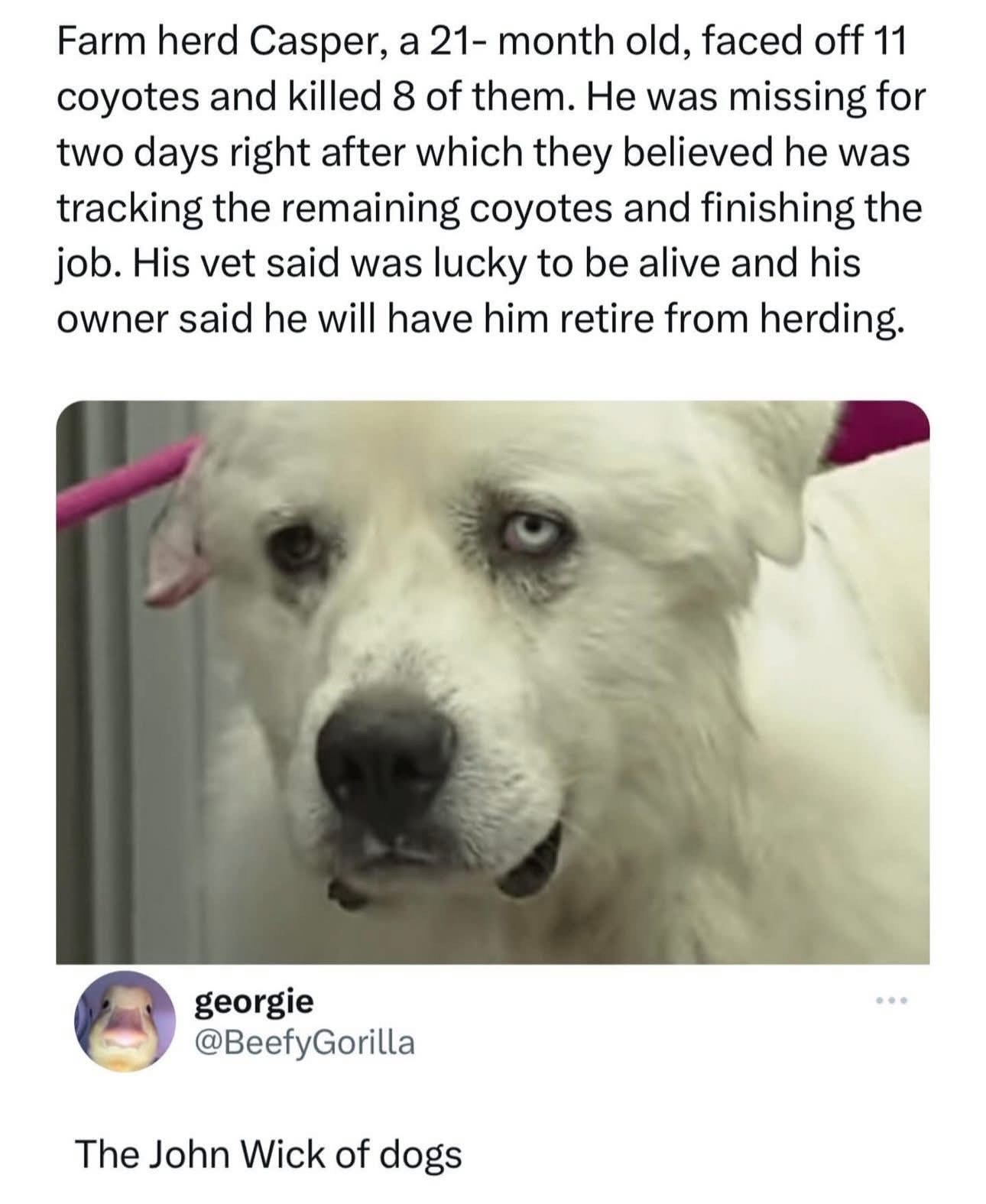 Casper is out here living his best John Wick life. Talk about a loyal protector.