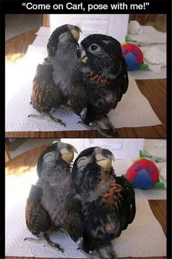 One bird wants to be besties for the camera, the other's just done with life.