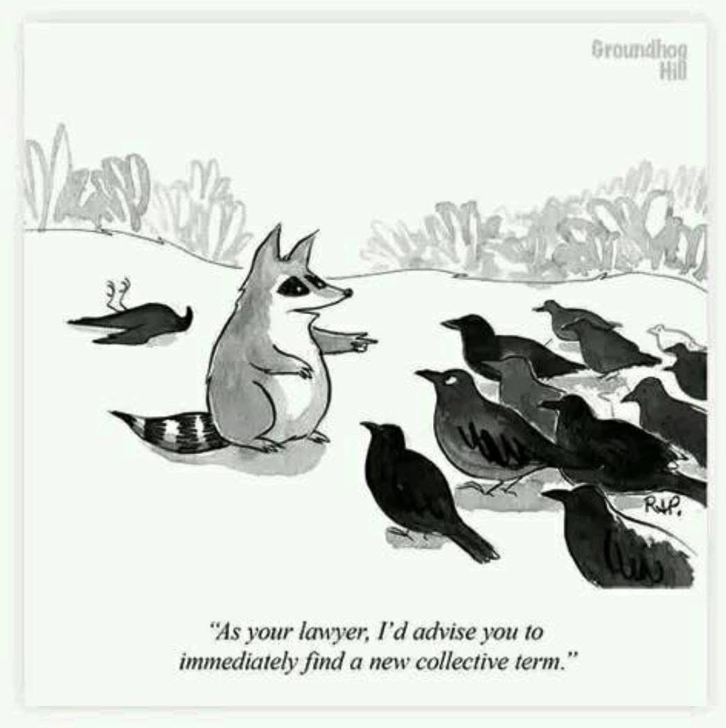 When the birds realize calling themselves a murder isn't great PR