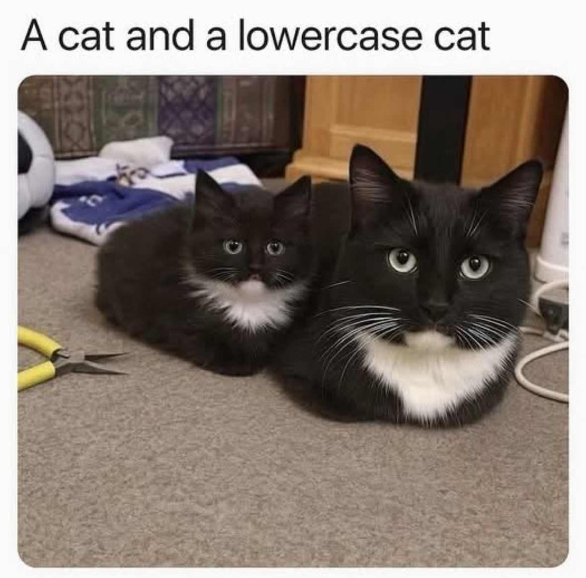 LOL the tiny kitten is like a lowercase version of the big cat