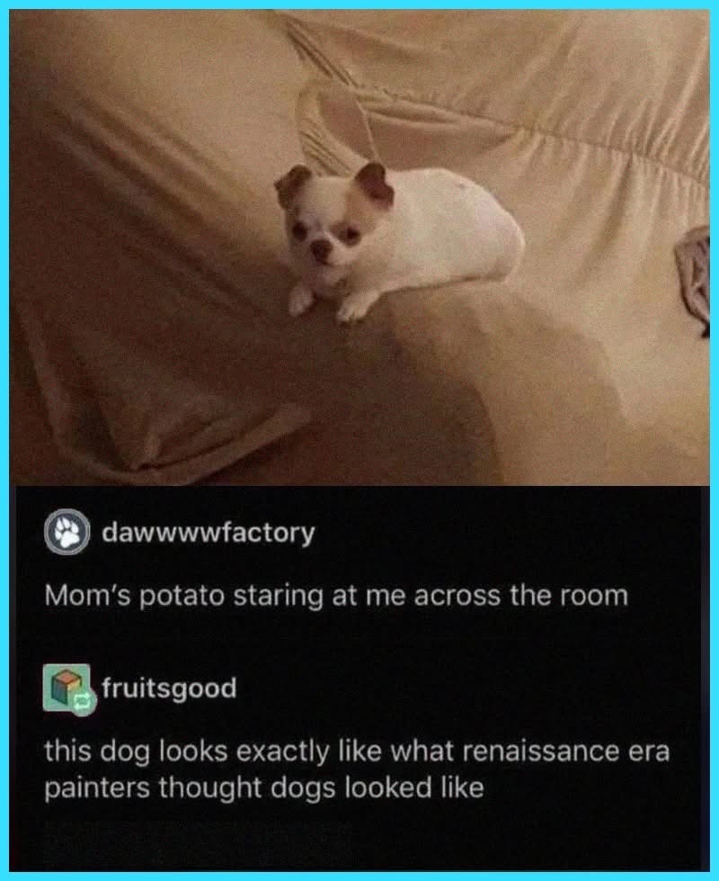 When your dog looks like a potato that's judging your life choices.