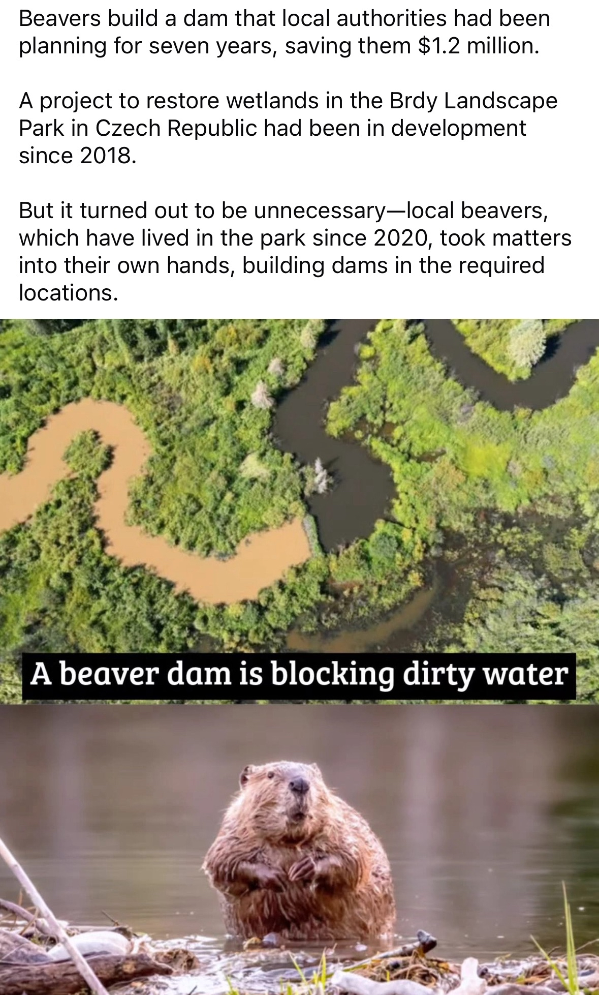 So the beavers were like, 'Nah, we got this' and built their own damn dam