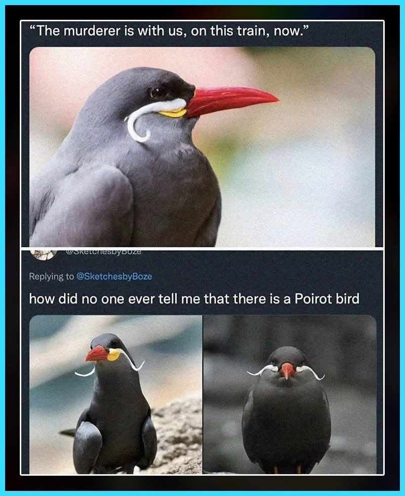 This bird looks like it's about to solve a murder mystery with its mustache. Poirot bird!