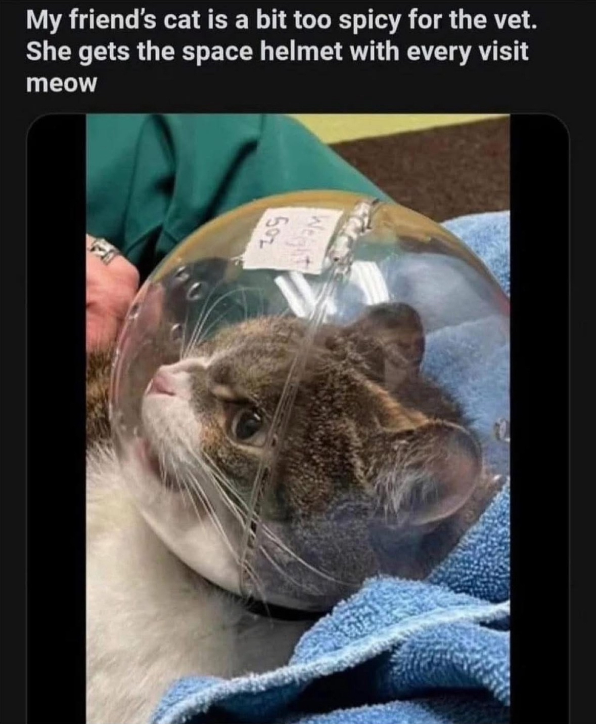 This cat is ready for liftoff to the vet because apparently, he's a spaz