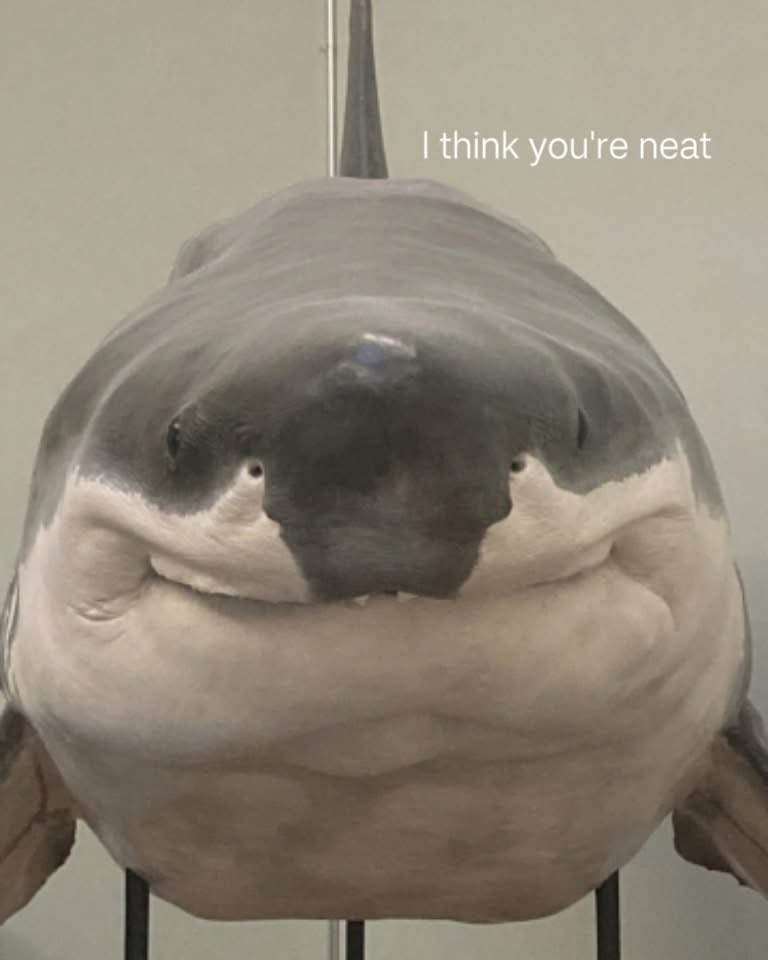 When the shark thinks you're cool instead of lunch