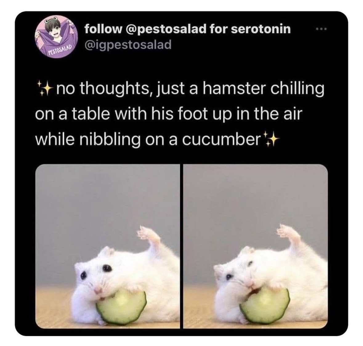 This hamster is living its best life, foot up and everything. Seriously, goals.