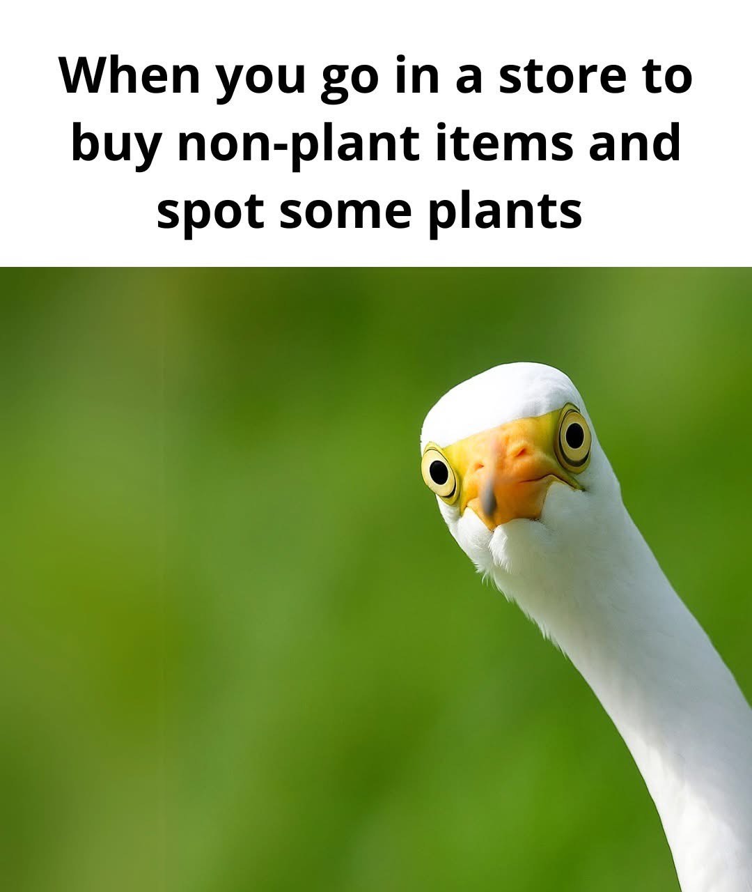 Me seeing plants when I went to buy something else. My willpower is gone.