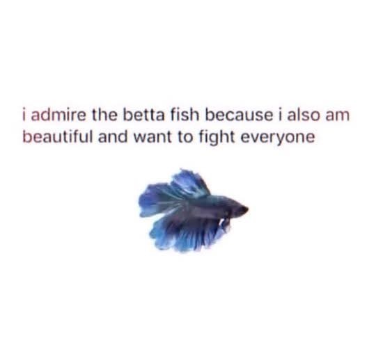 Pretty much me admiring the betta fish since I'm also beautiful and ready to fight.