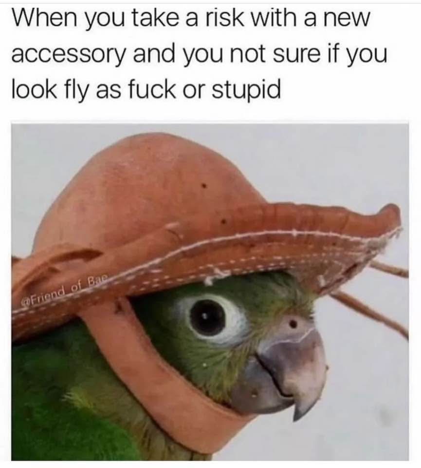 This bird trying out a new hat and not being sure if it's a vibe or a major fail