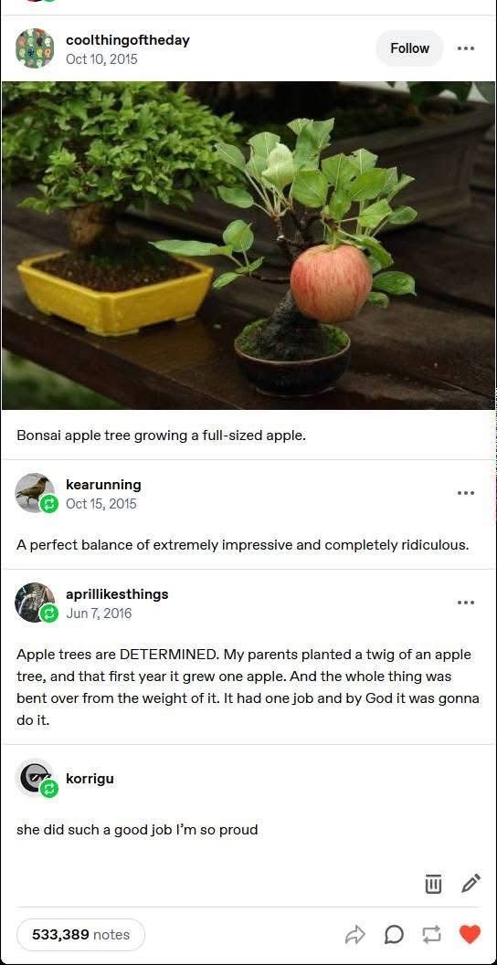 This bonsai tree produced a full-sized apple and I'm so proud of it