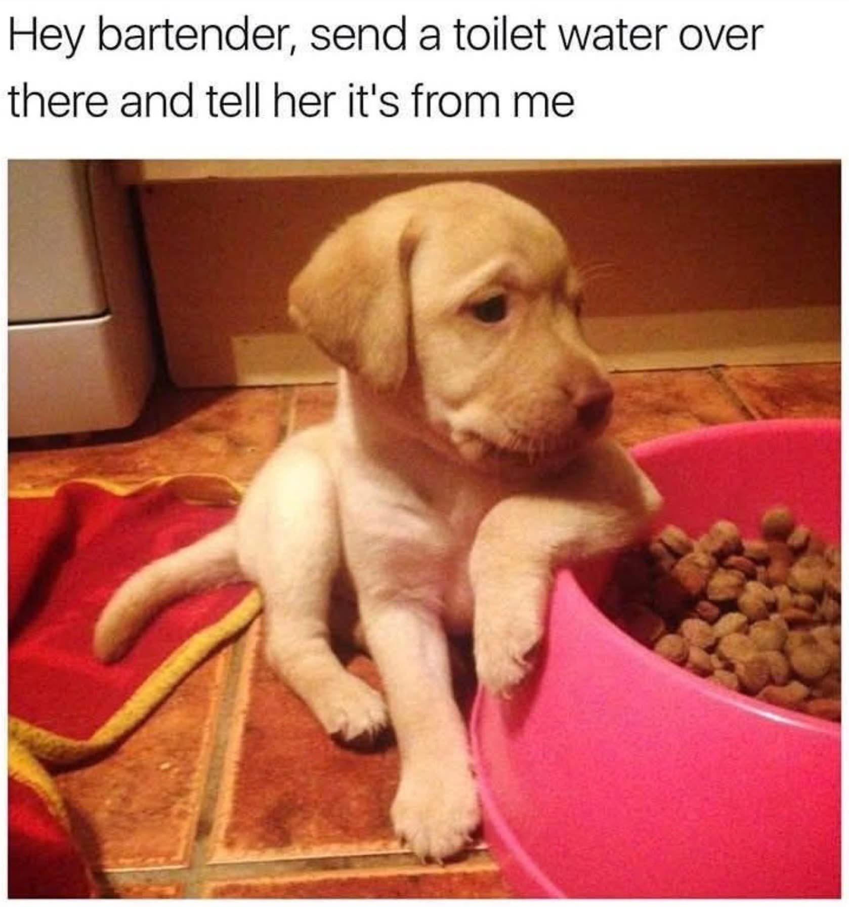 When you're trying to send a subtle message to your crush but you're a puppy.
