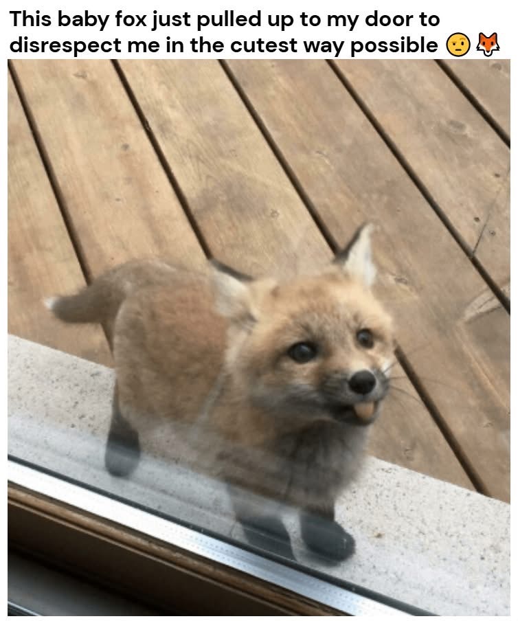 This baby fox showed up at my door and is just staring at me, probably judging my life choices