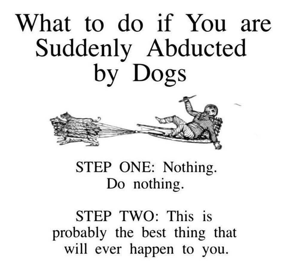 omg imagine being abducted by dogs, I'd just go with it tbh