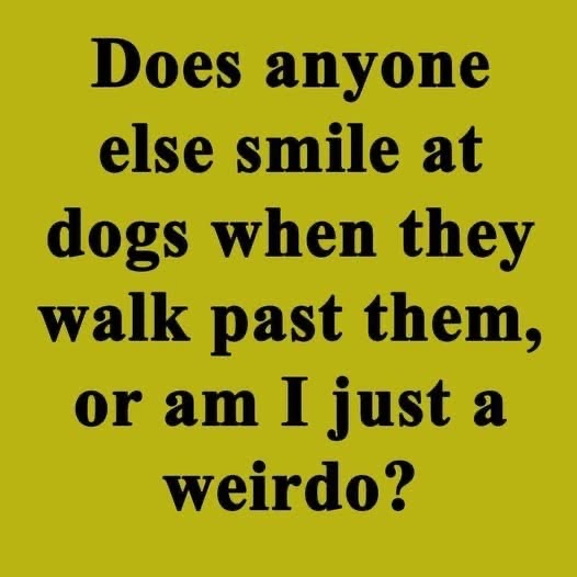 Me asking if smiling at dogs makes me a weirdo, because I definitely do that.