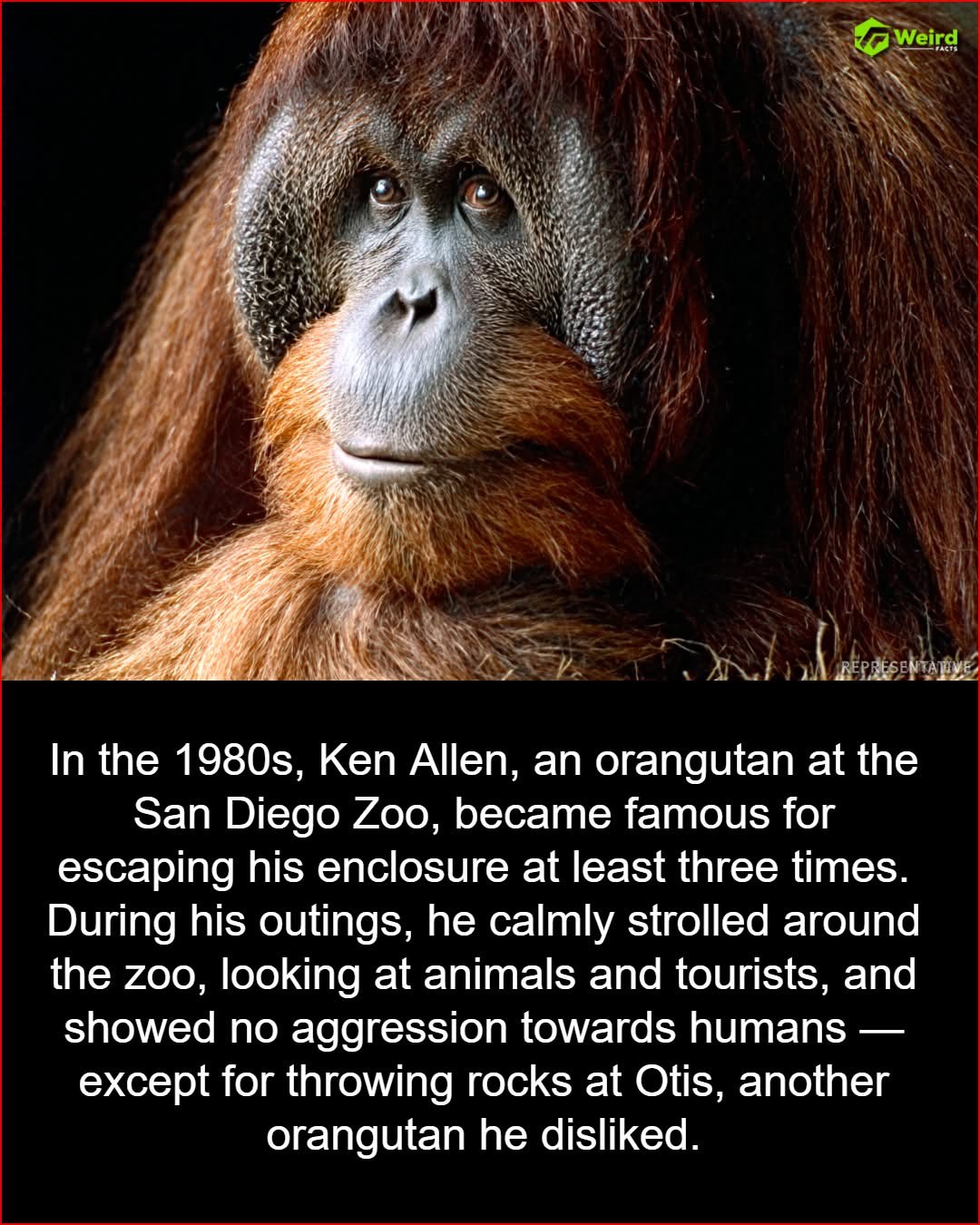 When you're chill with everyone except that one coworker (orangutan)