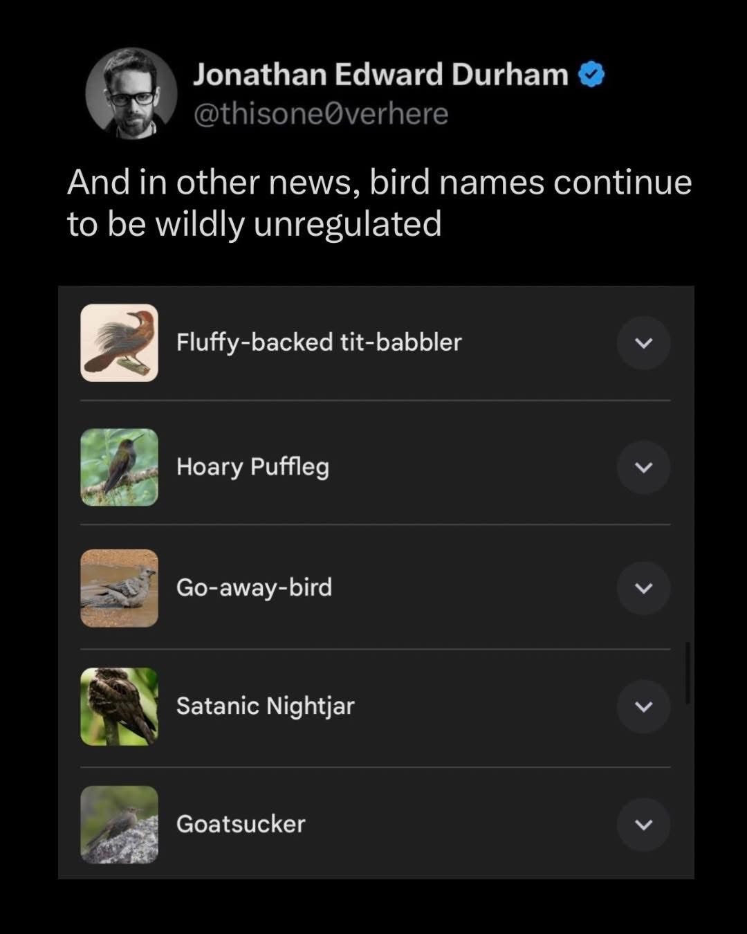 Idk man, these bird names are kinda sus