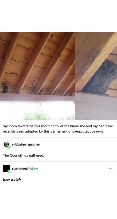 My parents got adopted by a parliament of owls and now they're being watched