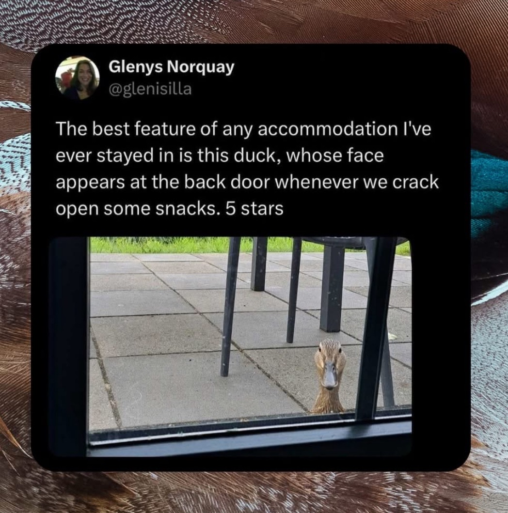 This duck is the ultimate snack alarm, 5 stars would recommend