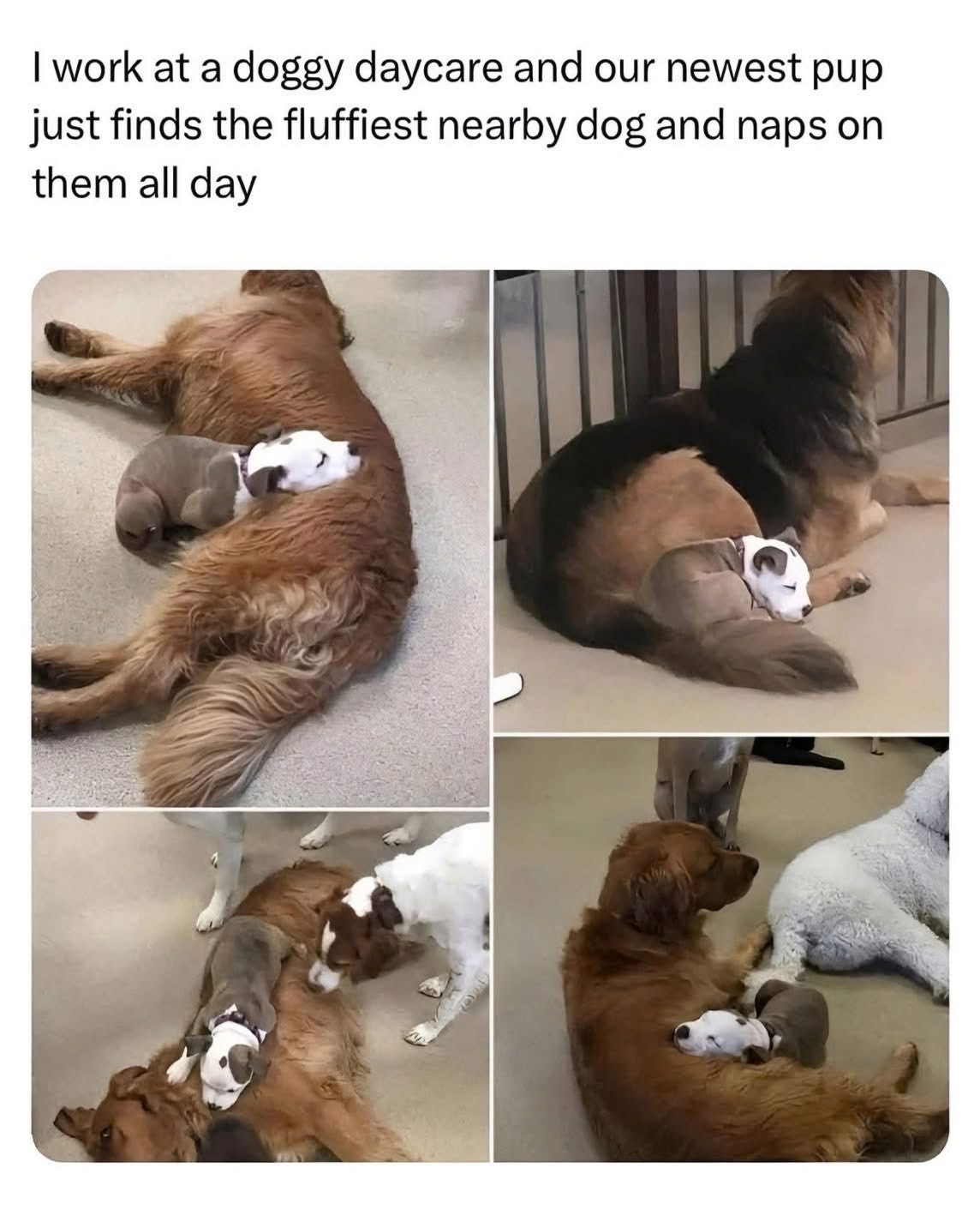 This puppy found the ultimate life hack: just nap on the biggest, fluffiest doggo you can find.